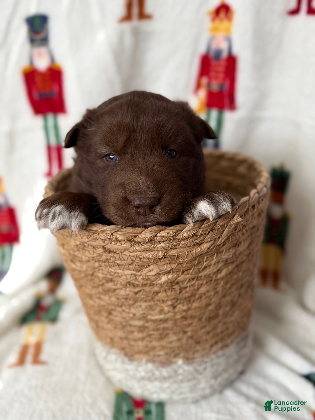 Siberian Husky dogs for sale: Chestnut - Ad 2