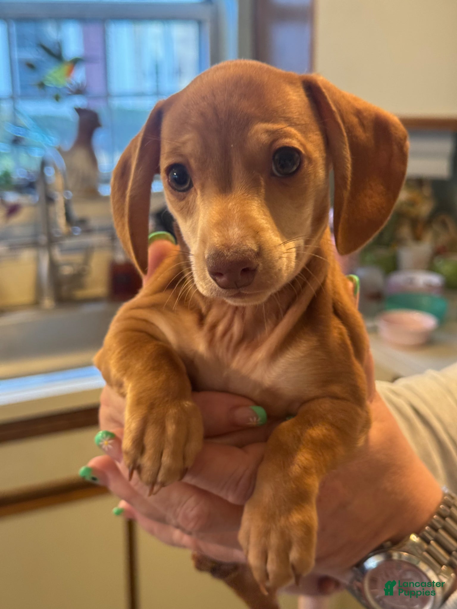 Dachshund dogs Leia - Ad 2