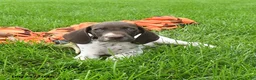 German Shorthaired Pointer dogs for sale: Spotty - Ad 4