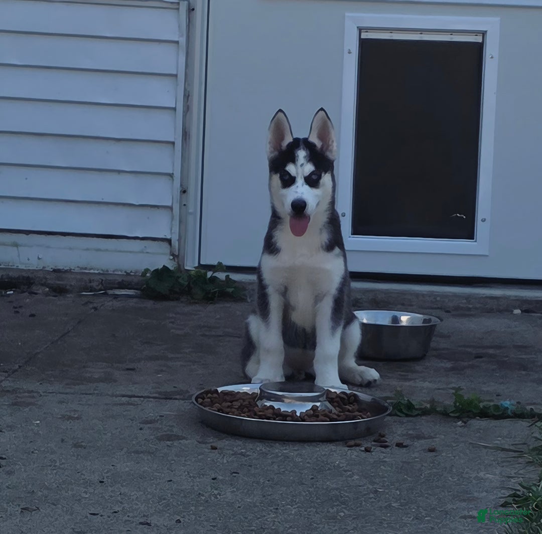 Siberian Husky dogs for sale: Daisy - Ad 5