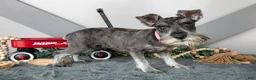 Miniature Schnauzer dogs for sale: Iris - Ad 2
