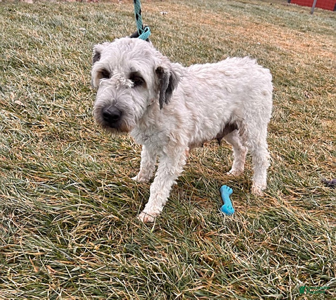 Whoodle dogs for sale: Everly - Ad 4