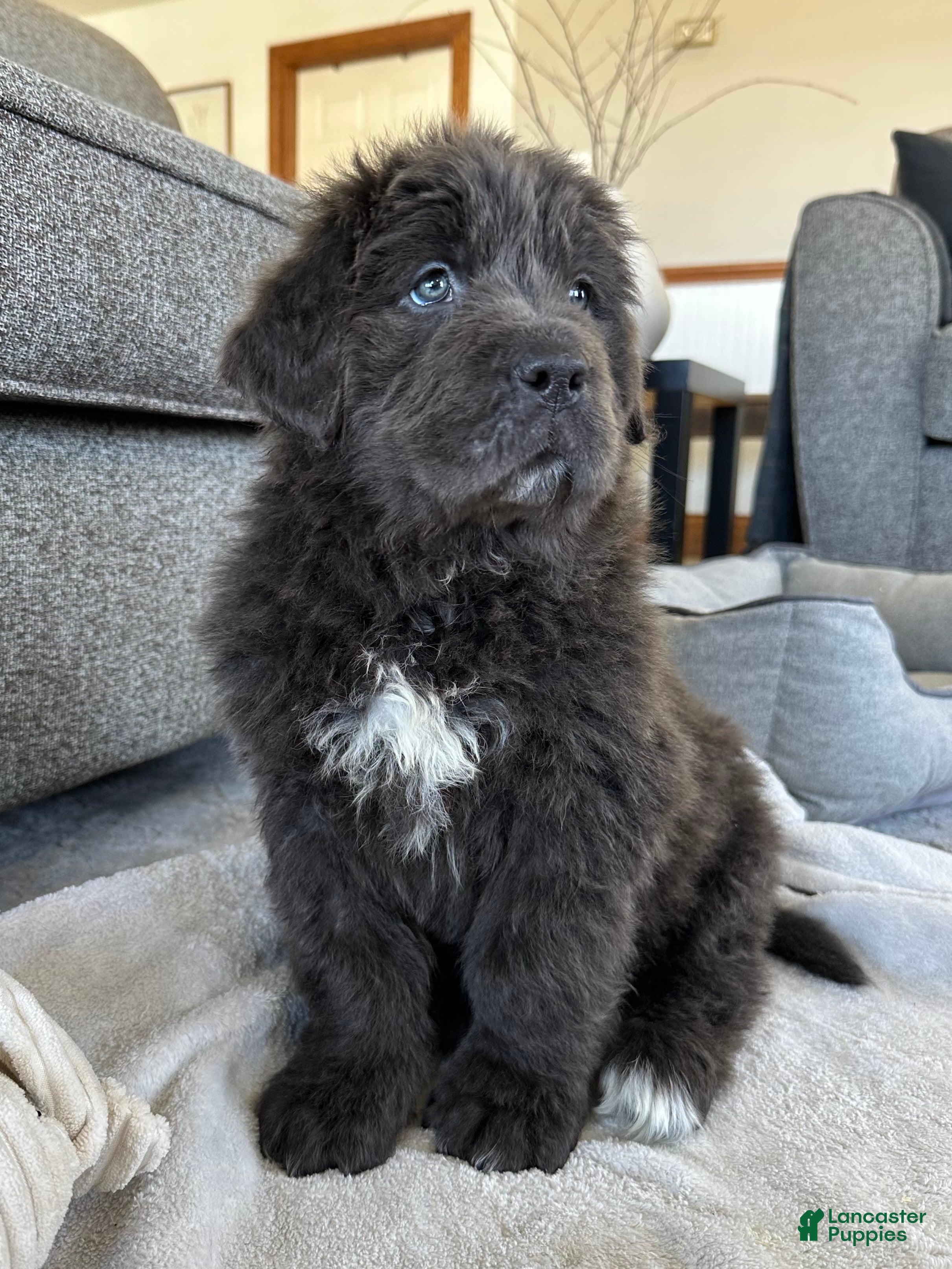 Newfoundland dogs OFA, AKC, CH “ Tessa”  - Ad 1