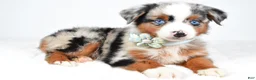 Miniature Australian Shepherd dogs for sale: Ami - Ad 7