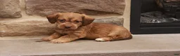 Jackapoo dogs for sale: Jandon - Ad 1