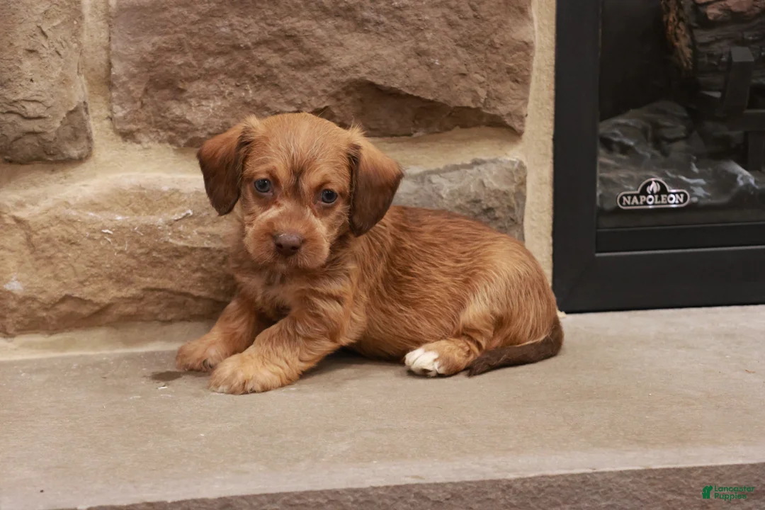 Jackapoo dogs for sale: Jandon - Ad 1