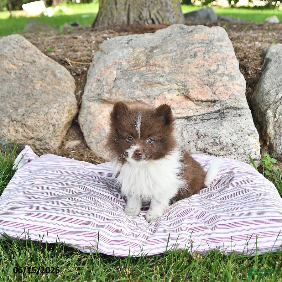 Pomeranian dogs Kade - Ad 2