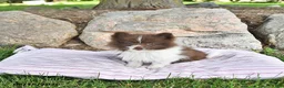 Pomeranian dogs for sale: Kade - Ad 2