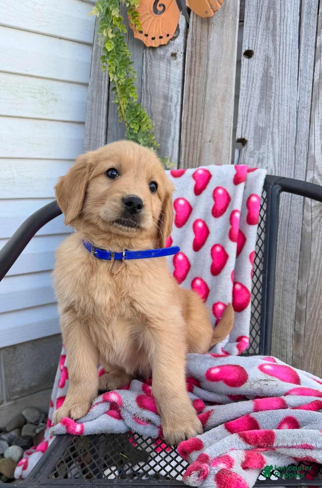 Golden Retriever dogs for sale: Alex - Ad 1