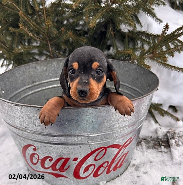 Miniature Dachshund dogs Chuck - Ad 2