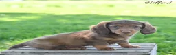 Miniature Dachshund dogs for sale: Clifford  - Ad 3