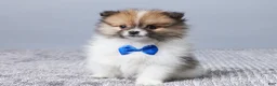 Pomeranian dogs for sale: Cody - Ad 1