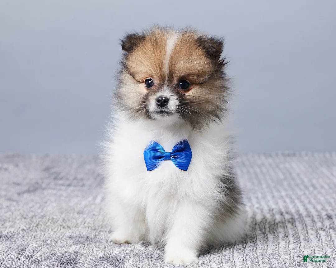 Pomeranian dogs for sale: Cody - Ad 1