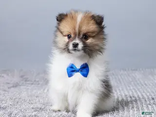 Pomeranian dogs for sale: Cody - Ad 4