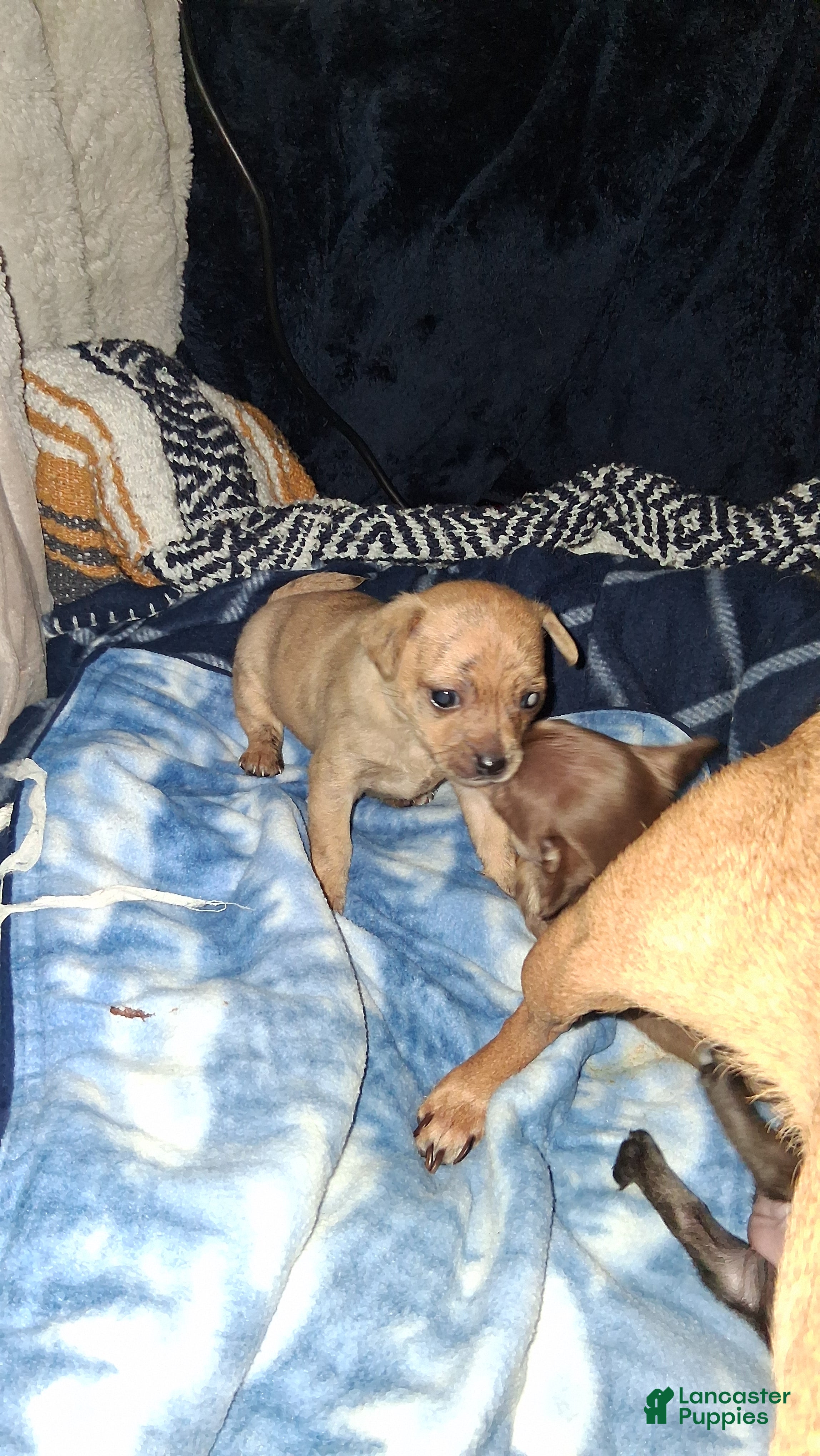 Chihuahua dogs Tank - Ad 1