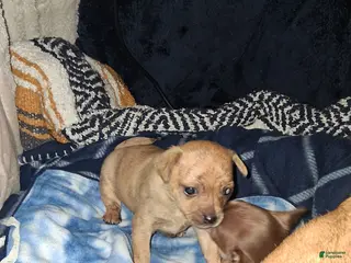 Chihuahua dogs for sale: Tank - Ad 3