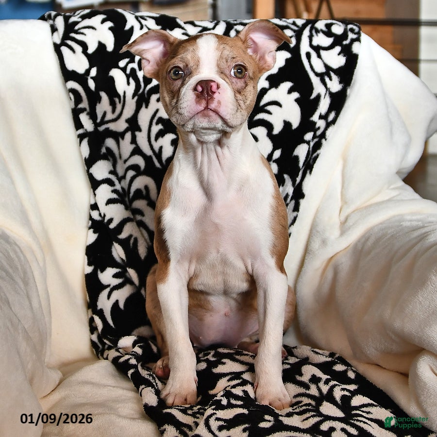 Boston Terrier dogs Rachelle  - Ad 40