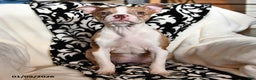 Boston Terrier dogs for sale: Rachelle  - Ad 1
