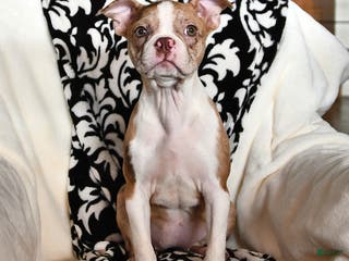 Boston Terrier dogs Rachelle - Ad 7