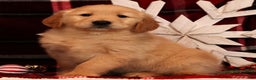 Golden Retriever dogs for sale: Dasher - Ad 1