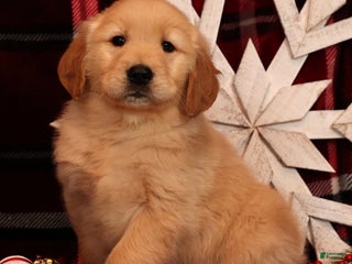 Golden Retriever dogs Dasher - Ad 22