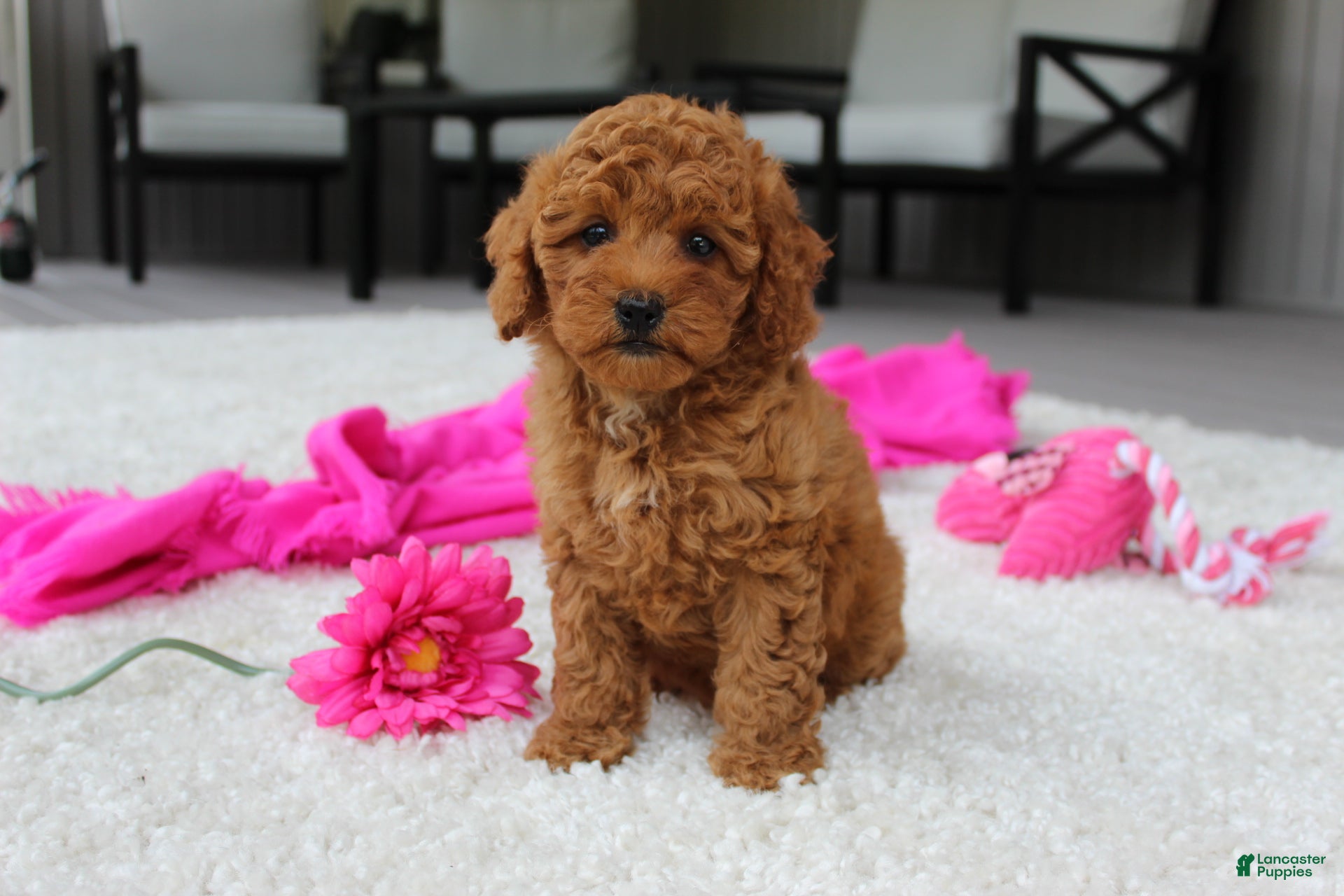 Cavapoochon dogs Maggie  - Ad 2