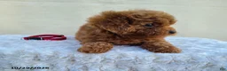 Miniature Poodle dogs for sale: Goby - Ad 5