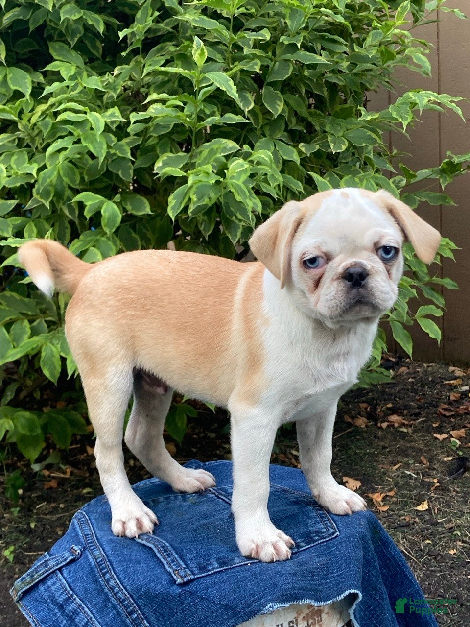 Pug dogs Duke  - Ad 1