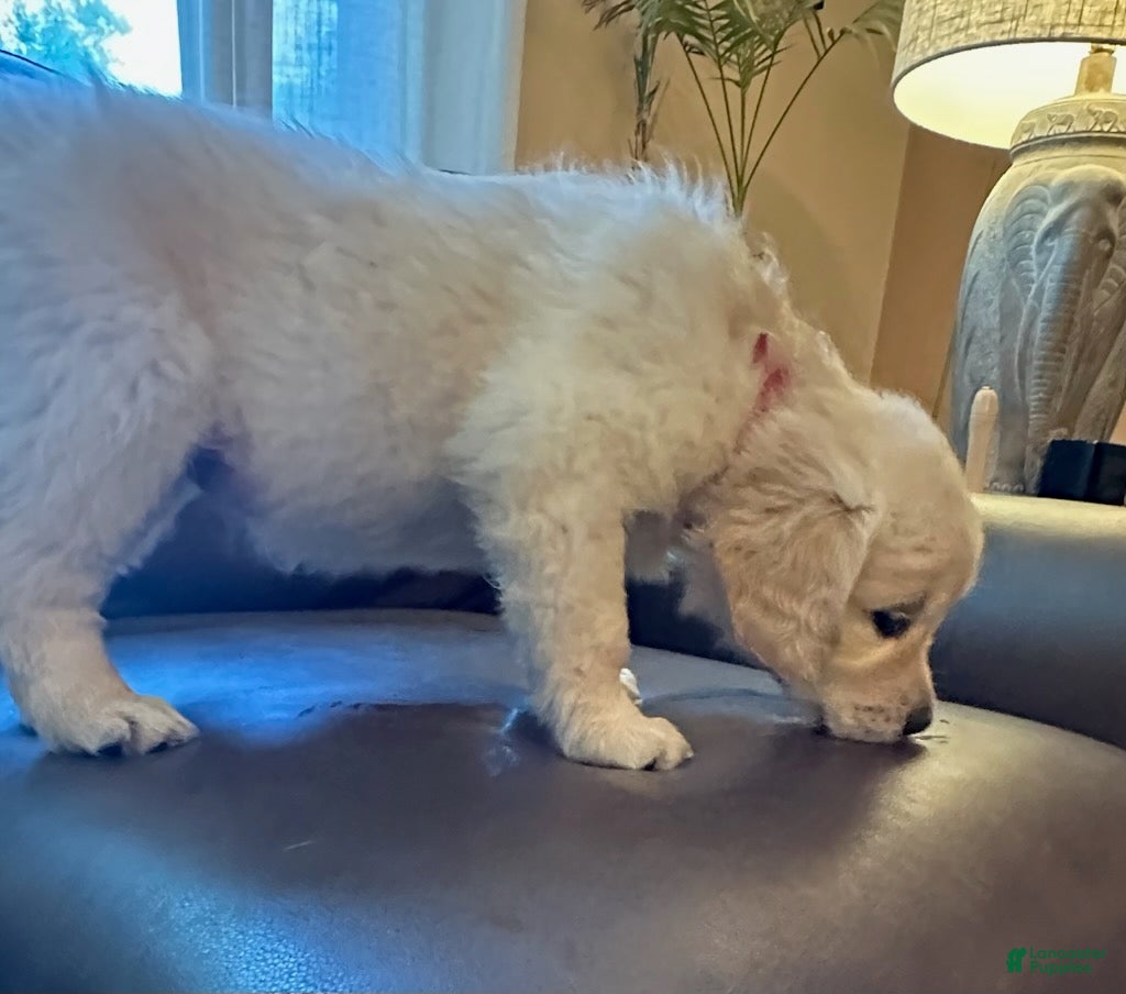 Golden Retriever dogs Girl 1 - Ad 5