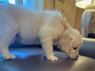 Golden Retriever dogs Girl 1 - Ad 5