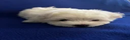 Maltese dogs for sale: Rocky - Ad 17