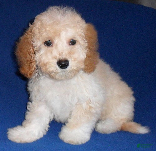 Shihpoo dogs Nugget - Ad 1