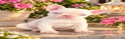 French Bulldog dogs for sale: Pink Cyrus - Ad 2