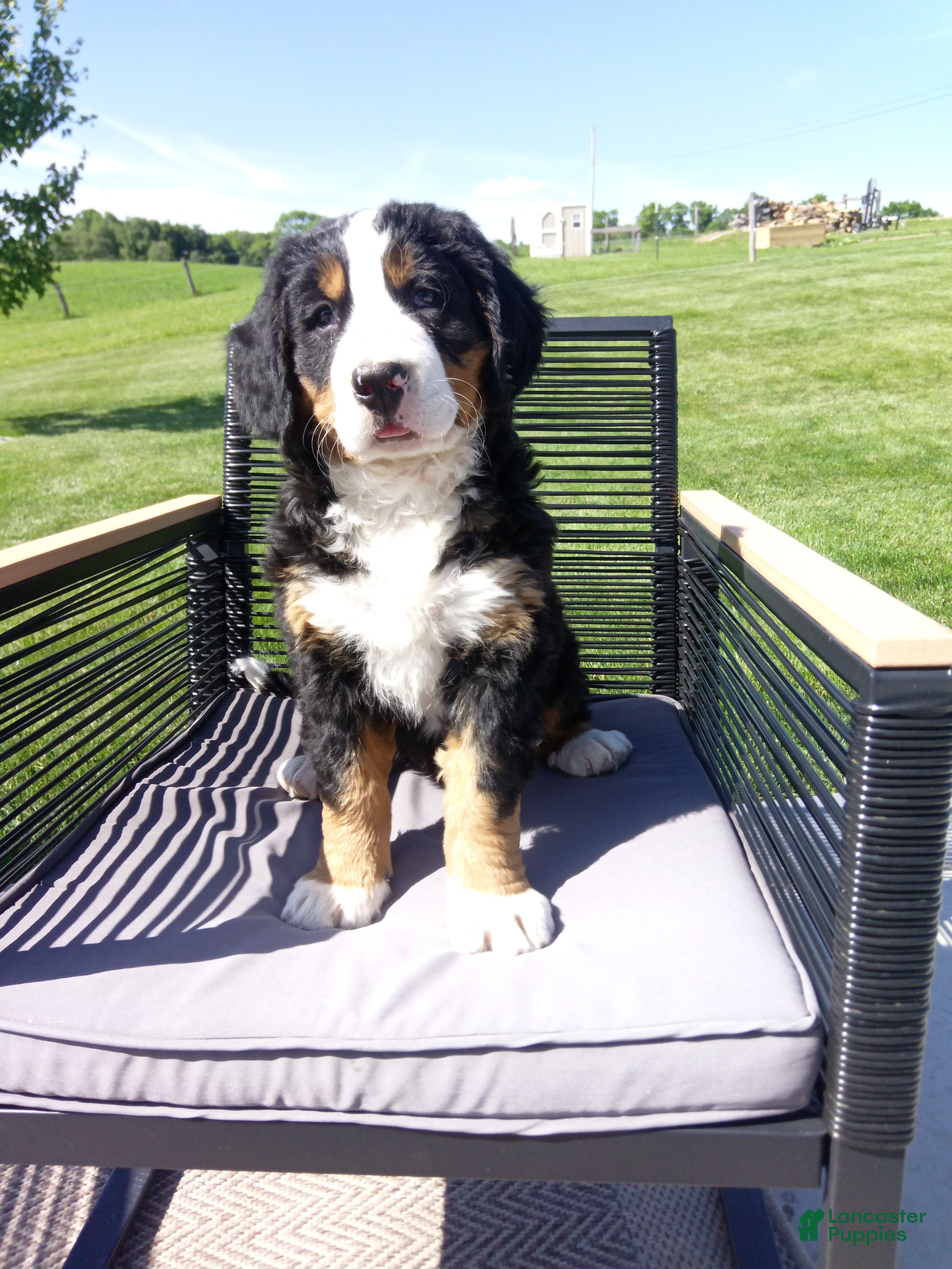 Bernese Mountain Dog dogs Megan  - Ad 2