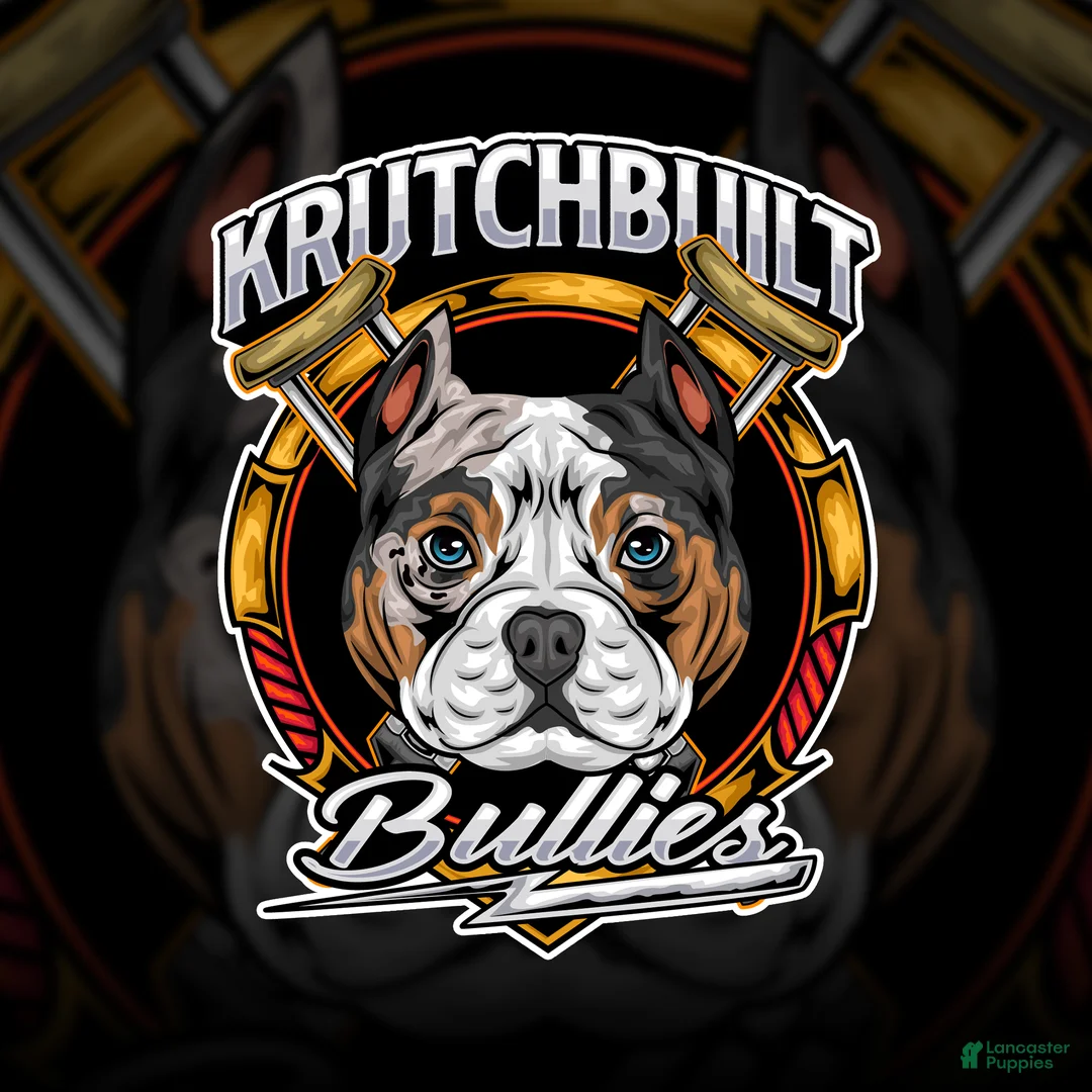 American Bully dogs for sale: Elsa - Ad 11