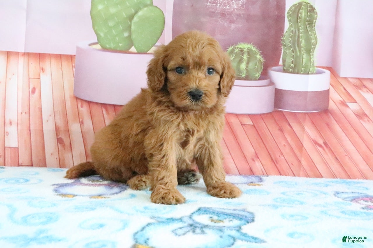 Mini Goldendoodle dogs Penny - Ad 2