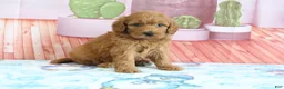 Mini Goldendoodle dogs for sale: Penny - Ad 2