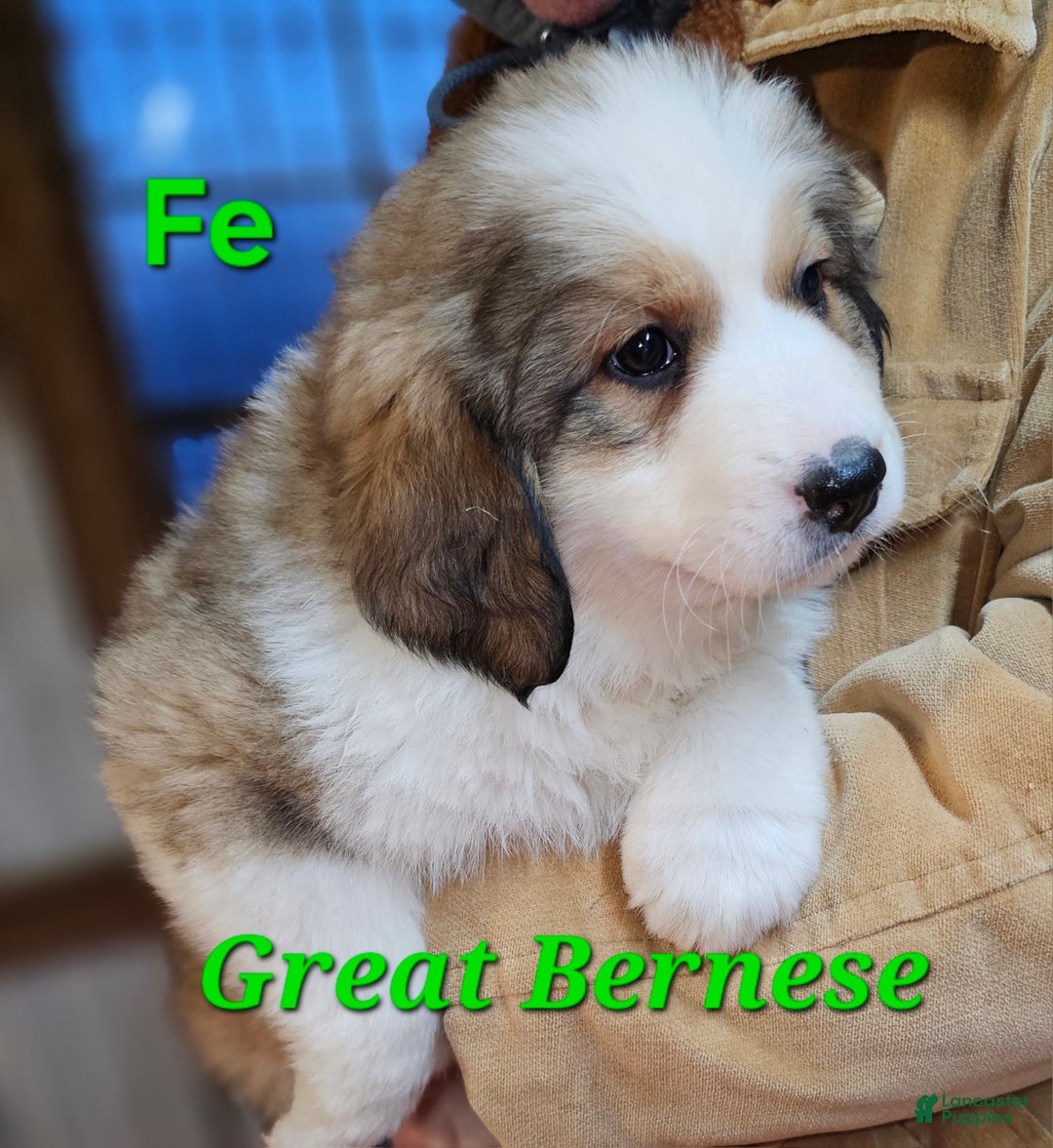 Mixed Breed dogs for sale: Mixed Breed Puppy 1 - Ad 5