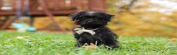 Yorkiepoo dogs for sale: Ricky - Ad 5