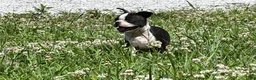 Boston Terrier dogs for sale: Clifford - Ad 7