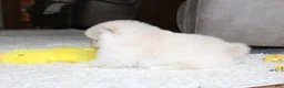 Pomeranian dogs for sale: Emerson - Ad 3