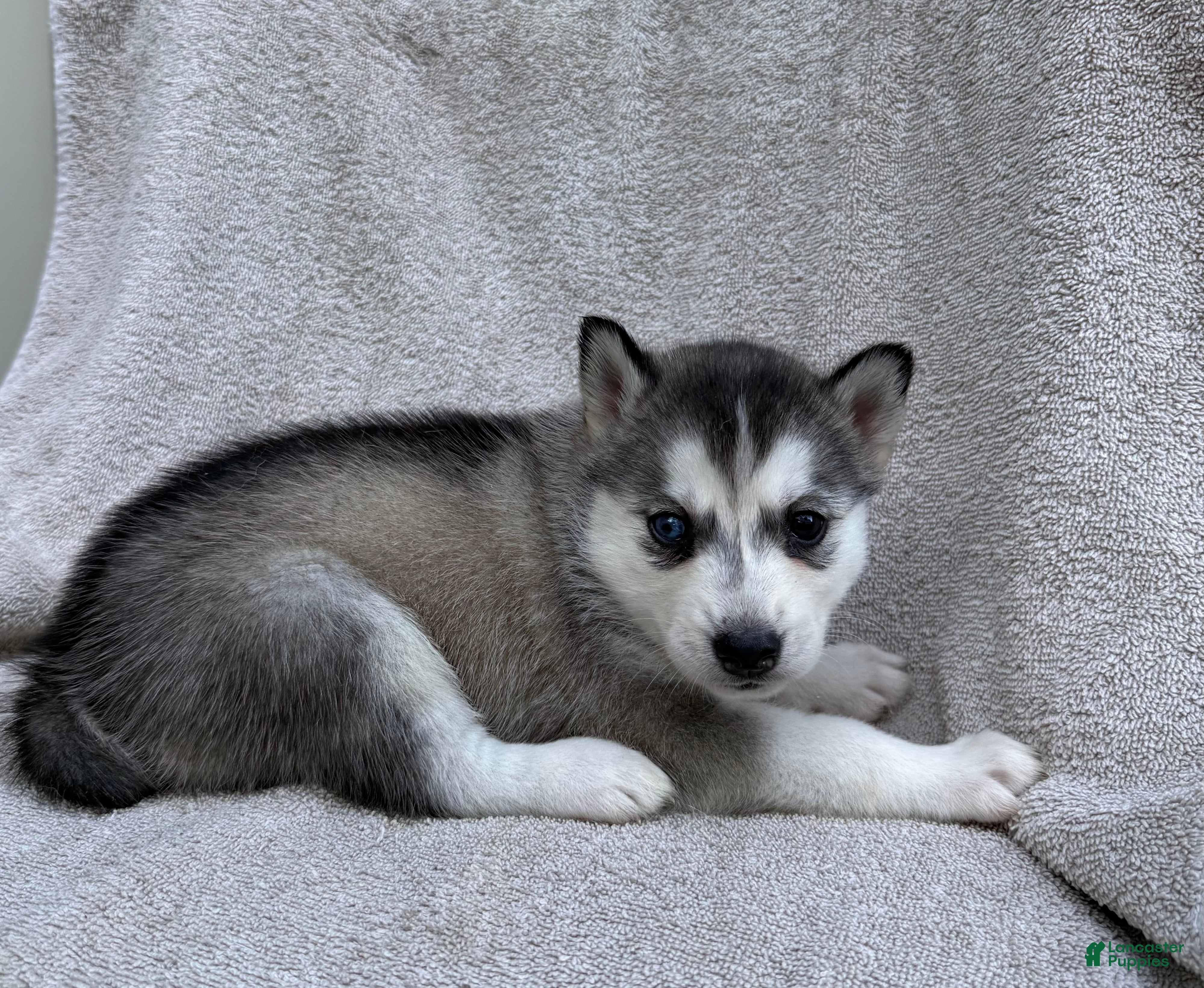 Siberian Husky dogs Luna - Ad 2
