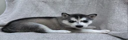 Siberian Husky dogs for sale: Luna - Ad 2