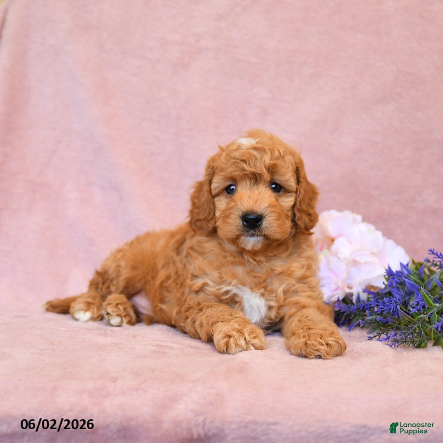Cavapoo dogs Fido - Ad 1