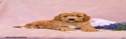 Cavapoo dogs for sale: Fido - Ad 2