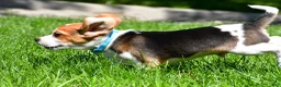 Beagle dogs for sale: Biscuit - Ad 9