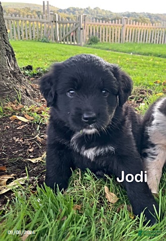 Mixed Breed dogs Jodi - Ad 2