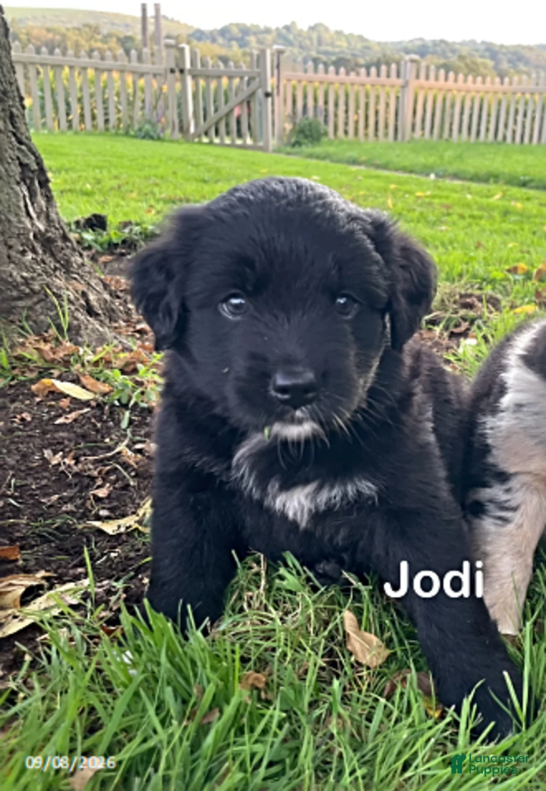 Mixed Breed dogs for sale: Jodi - Ad 2