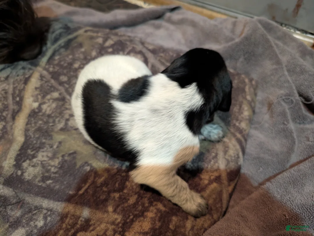 German Wirehaired Pointer dogs for sale: German Wirehaired Pointer Puppy 7 - Ad 2