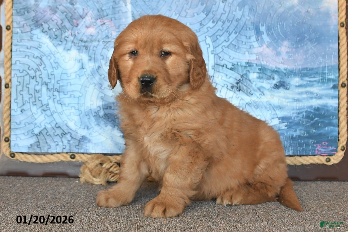 Golden Retriever dogs Checkers - Ad 32